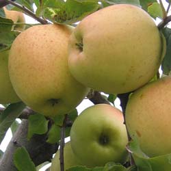 Apple tree 'Golden delicious'